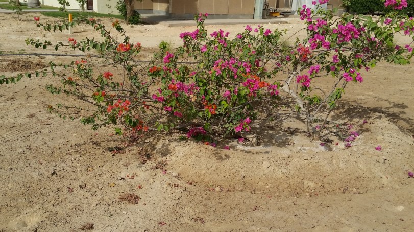 Nice to see colour in the midst of beige sand and the greenery.